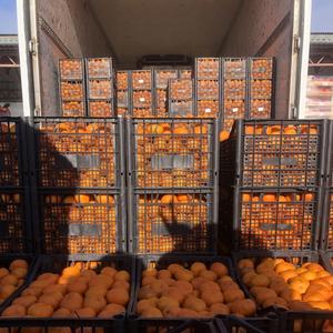 Oranges sucrées fraîches de qualité supérieure, approvisionnement en vrac, oranges fraîches biologiques - Product Image 6