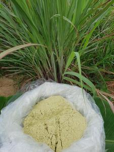 Top Selling Organic <b>Lemongrass</b> Powder Freeze <b>Dried</b> <b>Lemongrass</b> Powder - Product Image 4