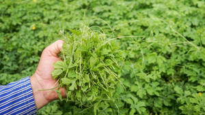 Ramas y Hojas de Melón Amargo Secas, Ingrediente Botánico Natural para Compradores Globales - Product Image 3