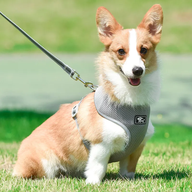 leash puppy