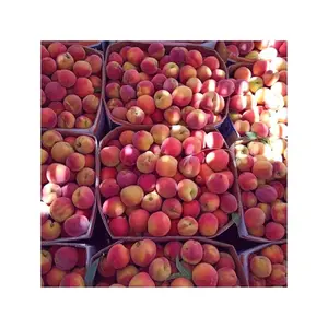 Buah persik segar lezat dan serbaguna yang menikmati di seluruh dunia menikmati buah persik yang segar dan matang selama puncak