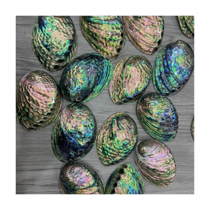 Materia prima decorativa de concha de abulón natural al por mayor perfecta para manualidades temáticas costeras y Decoración de mesa - Product Image 1