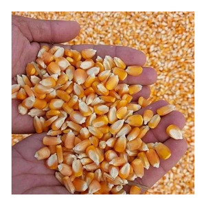 ข้าวโพดเลี้ยงสัตว์บริสุทธิ์สีเหลืองข้าวโพดแบบสดใหม่เมล็ดข้าวโพดหวาน50กก. ราคาถูก - Product Image 1