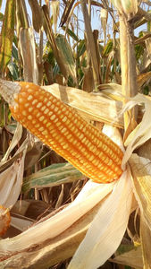 Semillas Secas de Maracuyá Amarillo Orgánico Más Vendidas, Envío a Granel, Industria Alimentaria - Product Image 4