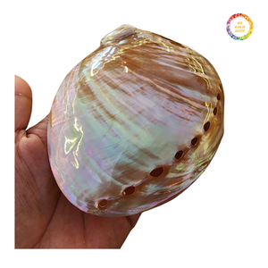 Concha de Abulón Azul Pulida, Material Natural de Nácar para Incrustaciones, Joyería y Decoración de Interiores - Product Image 4