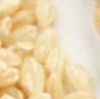 Arroz blanco de grano corto japonés naturalmente pegajoso, excelente calidad de cocción - Product Image 2