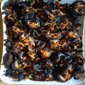หอยทากแอฟริกันสดใหม่และหอยทากแห้งผู้ส่งออกจากหอยทะเล