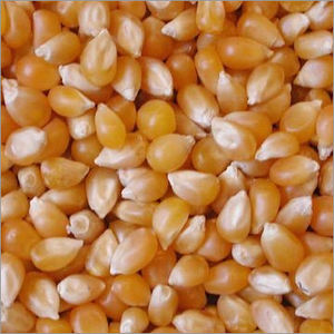 Suministro de Alto Volumen de Maíz Dorado Natural para Alimentación de Ganado y Capacidades de Almacenamiento Seguro a Largo Plazo para Operaciones de Exportación - Product Image 6