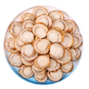 เนื้อหอยเชลล์แช่แข็ง IQF คุณภาพดี ไม่มีเปลือก อายุการเก็บรักษา 2 ปี - Product Image 6