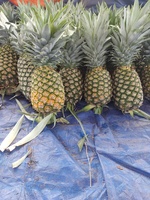 Groothandel Vietnam Ananas Vers Fruit Natuurlijke Vietnamese Exporteur voor Export Lage Prijs Vietnamese Ananas 10-12cm 1,5kg