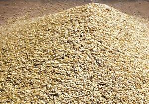 Semillas de Cebada Sin Cáscara, Variedad Común, Forraje Seco, Grano de Alimento - Product Image 3