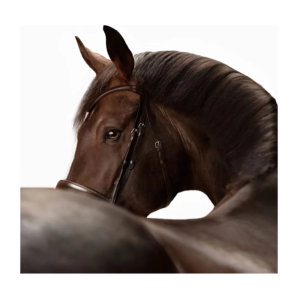 New Collection Lumiere Equestrian Alina Leather Bridle From Indian Supplier