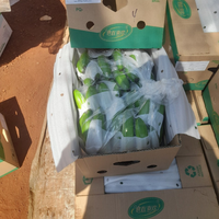 Groothandelsprijs Bananen Gedroogd/Gevriesdroogd/Fris Fruit uit de Mekong Delta GRATIS STALEN MOQ 100-1/TON