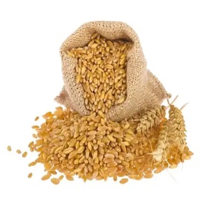 Grains de blé frais à vendre, purs et de haute qualité, commandes en gros disponibles pour l'exportation et la vente au détail - Product Image 3