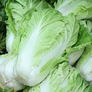 Kubis Napa Segar Harga Terbaik untuk Dijual Kubis Cina
