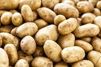 Goedkope prijs, grote hoeveelheid verse gele lange aardappelen uit Oostenrijk (Solanum Tuberosum) te koop