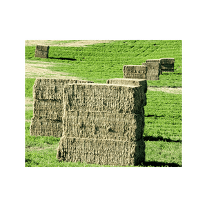 Oferta de fábrica: Heno de pasto Rhodes en pacas de primera calidad para suministro al por mayor - Product Image 6