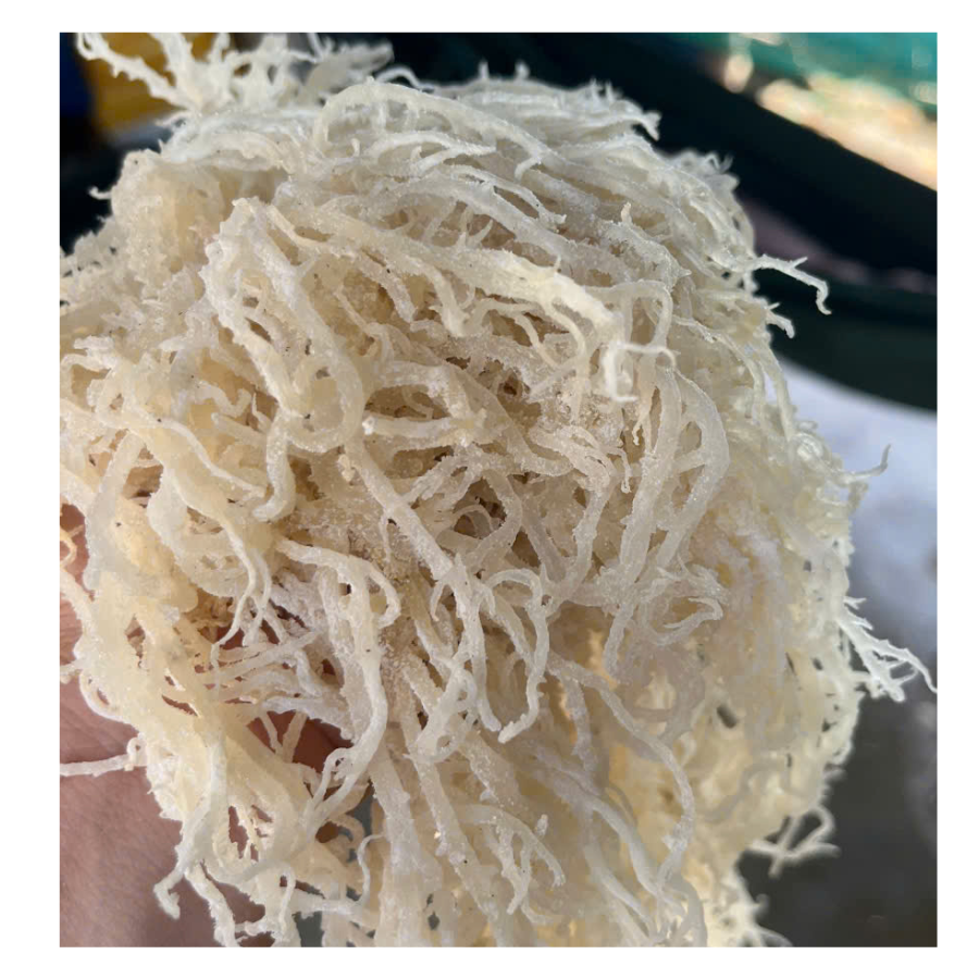 Top Grade Seamoss From Vietnam With Branches No Salt Sun Dried Seaweed Best Market Price