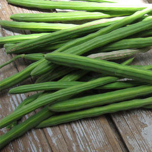 Moringa Biologique Fraîche Entière en Tiges, Herbe Verte Polyvalente Très Efficace avec une Durée de Conservation de 5 Mois pour la Cuisine et l'Usage Médical - Product Image 2