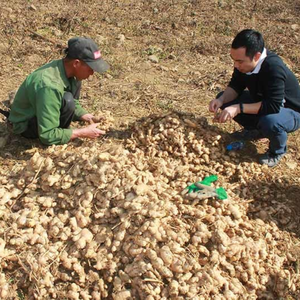 Tranches de gingembre frais IQF | Couleur jaune naturelle du fournisseur du Vietnam - Product Image 3