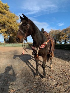 Perfecto para todo el día Comfort Western Mohair Cinch Horse Girth 30 "pulgadas - Product Image 3