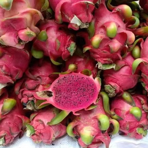 Calidad de exportación Fruta de dragón congelada Origen de Vietnam IQF Procesado por proveedor de confianza 99 Datos de oro para el mercado global - Product Image 1