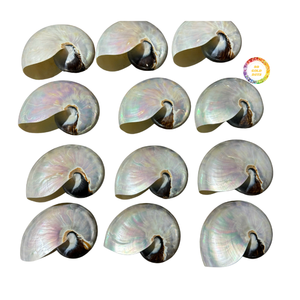 Coquille de Nautilus pour la décoration intérieure, coquille de mer naturelle avec un design en spirale élégant à des fins décoratives - Product Image 3