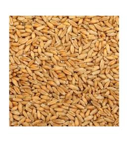 Compre Triticale a granel a precios con descuento, pida Triticale en grandes cantidades para sus necesidades de panadería o agricultura - Product Image 3