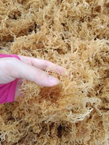 Algas naturales de algodón irlandés de Primera calidad-Algas secas Eucheuma Cottonii con muchos colores diferentes - Product Image 4