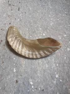 เขาแกะธรรมชาติขัดเงา ชอฟาร์ ของตกแต่งบ้านทางศาสนา เป็นมิตรกับสิ่งแวดล้อม คุณภาพสูง - Product Image 3