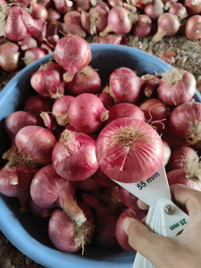 Cebollas Rojas indias frescas 100% de calidad premium seleccionadas a mano y aromáticas para ingredientes de cocina disponibles a un precio asequible - Product Image 2