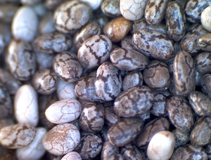 Semillas de Chía Negra Limpias y Ricas en Proteínas, Productos Agrícolas al por Mayor - Product Image 6