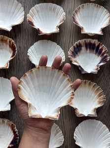 Scallop Shell utilizado para la exhibición de alimentos Buffet Configuración Evento Catering y requisitos de embalaje de regalo - Product Image 4