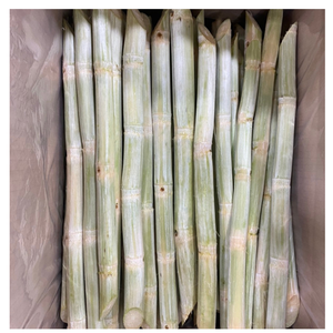 น้ำอ้อยแช่แข็งแบบพรีเมี่ยมจากเวียดนามมาพร้อมชิ้นส่วนไม้เท้าและน้ำอ้อยสด - Product Image 4