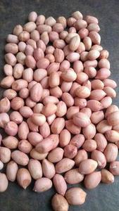 Cacahuetes Indios Premium TJ, Altos en Proteínas, Seleccionados a Mano, Limpios a Máquina, Envasados Higiénicamente, Refrigerio a Granel, Calidad de Exportación, Alimento Natural a Base de Nueces - Product Image 2