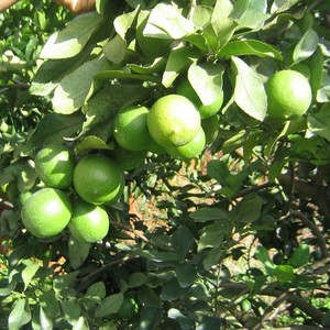 Citron sans graine citron sans graine avec produit agricole de bonne qualité citron sans graine citron Vietnam vacances - Product Image 3