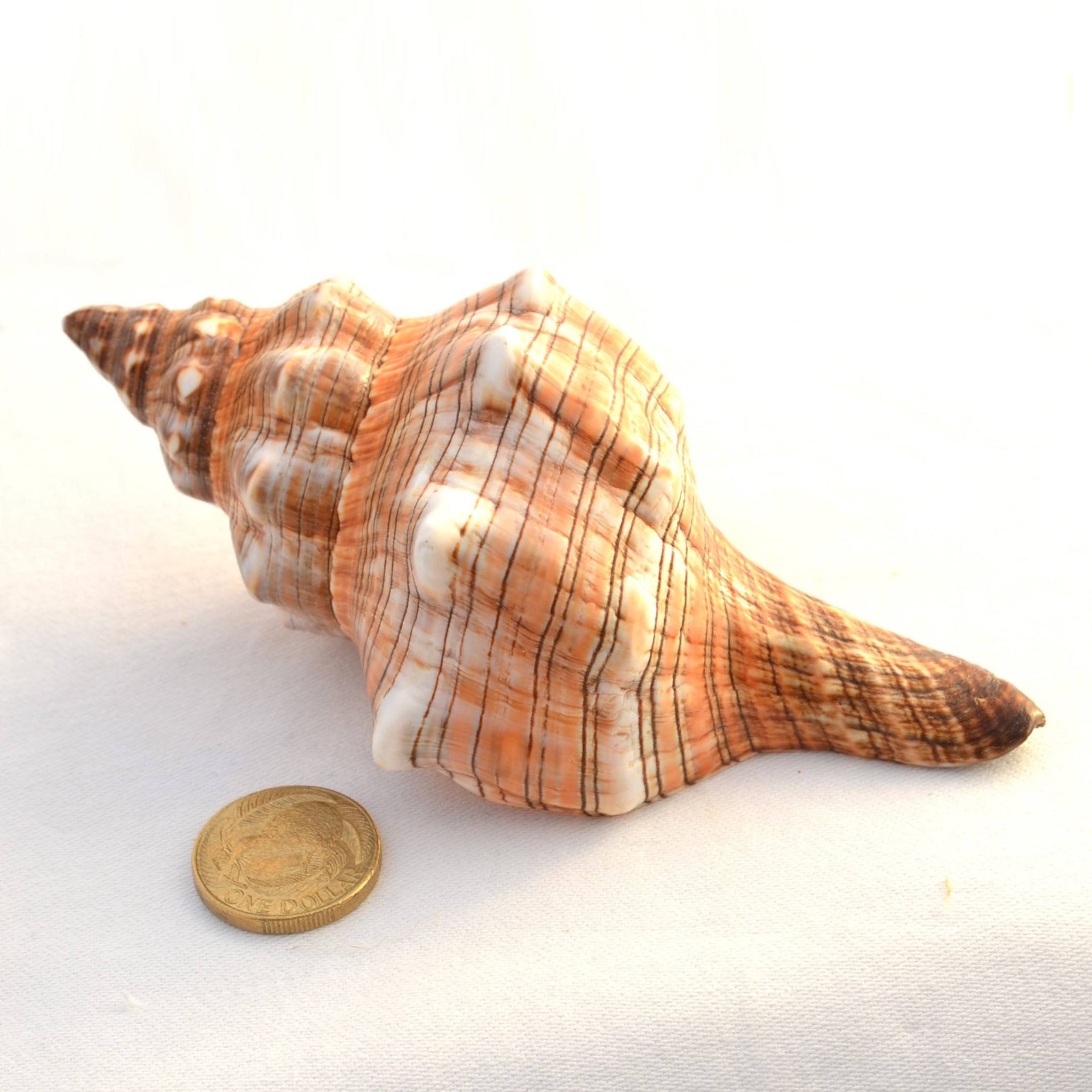 ธรรมชาติ