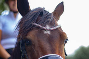 วงดนตรีขี่ม้าบอร์โดซ์สีแดงและคริสตัล Subtile วงดนตรีคิ้วม้าที่มีคุณภาพสูงขายส่งมืออาชีพทางเลือกม้าม้า - Product Image 5