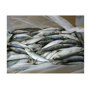Suministro de Sardinas Congeladas Enteras Redondas de Tamaño Pequeño - Product Image 5