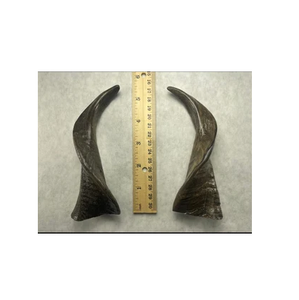 Corne de bélier Shofar polie casher haute qualité sonore pour la vente en gros de petite taille et d'artisanat naturel - Product Image 4