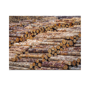 Bois de pin séché de haute qualité frêne blanc Kay bois pas cher prix scie grumes en vrac gros bûches de pin - Product Image 6