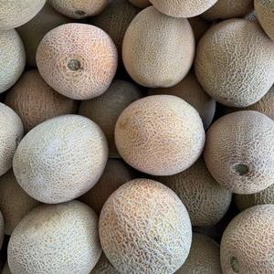 Premium Class I <b>Fresh</b> Cantaloupe <b>Melons</b> - High Brix Sweetness - Bulk Export Grade Musk <b>Melons</b> - Product Image 5