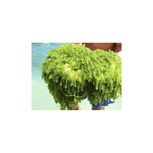 HOT SELLING CHEAP PRICE GRAPE <b>SEAWEED</b> FROM VIETNAM READY to EXPORT - Product Image 5