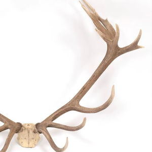 Extrait de bois de cerf rouge entier sous forme de poudre de supplément de poils d'os avec calculs biliaires Source de porc bovin - Product Image 1