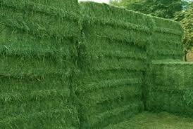 Rhodes Gras Alfalfa Hay Grado a granel Embalaje de piensos para animales - Product Image 4