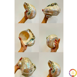 Coquillages décoratifs coquillages écologiques pour la décoration d'aquarium et l'intérieur de style tropical du Vietnam - Product Image 4