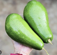 AGUACATE VERDE OVALADO Y FORMA REDONDA AGUACATE FRUTA FRESCA TROPICAL BUEN SABOR