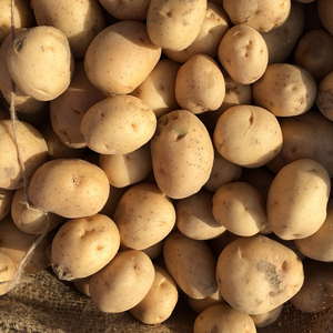 Precio de Oferta Patatas Frescas de Primera Calidad, Empaque de 25 kg, Forma Ovalada/Redonda, 99% de Maduración, Almacenamiento a Temperatura Normal - Product Image 2