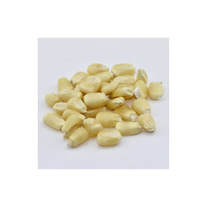 Maïs blanc de qualité supérieure pour la production de farine et l'industrie alimentaire - Product Image 4