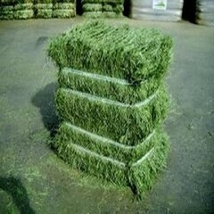 Premium Alfalfa <b>Hay</b> Animal Feed High Protein 18% Sun-Dried Bales Wholesale Export Cattle Pig Dog Chicken 40kg PP <b>Bags</b> 2 Year - Product Image 2